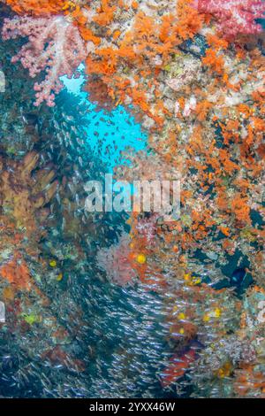 Pente de récif avec scolarisation fragile cardinalfish Apogon fragilis et corail mou Scleronephthya à Raja Ampat, Papouasie occidentale Indonésie Banque D'Images