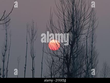 Srinagar, Inde. 17 décembre 2024. SRINAGAR, INDE - 17 DÉCEMBRE : coucher de soleil d'hiver à travers les arbres par une soirée froide le 17 décembre 2024 à Srinagar, Inde. Cold Wave saisit le Cachemire, car Srinagar enregistre une température minimale à moins 5,3 degrés celcius. (Photo de Waseem Andrabi/Hindustan Times/Sipa USA) crédit : Sipa USA/Alamy Live News Banque D'Images