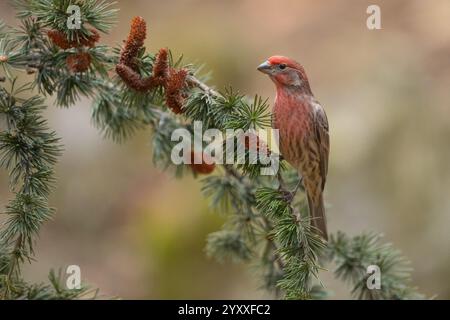 Maison Finch (Carpodacus mexicanus) perché sur un pin regarde la caméra Banque D'Images
