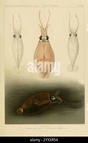 Die Cephalopoden (6286443130). Banque D'Images