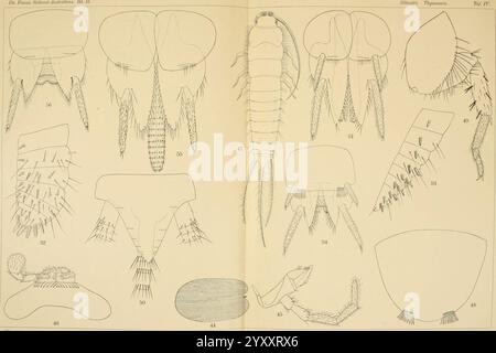 Die Fauna Südwest-Australiens. Ergebnisse der Hamburger Südwest-australischen Forschungsreise 1905. BD 2, LFG. 04, 1908. Tafel 04 (20727610739). Banque D'Images