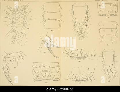 Die Fauna Südwest-Australiens. Ergebnisse der Hamburger Südwest-australischen Forschungsreise 1905. BD 2, LFG. 04, 1908. Tafel 10 (20726340060). Banque D'Images