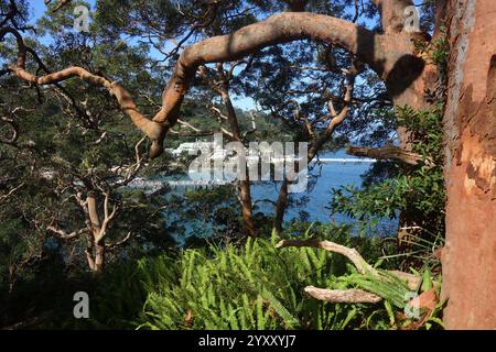 Aperçu du Sydney Institute of Marine Science et de Chowder Bay, Sydney Harbour, Nouvelle-Galles du Sud, Australie. Pas de PR Banque D'Images