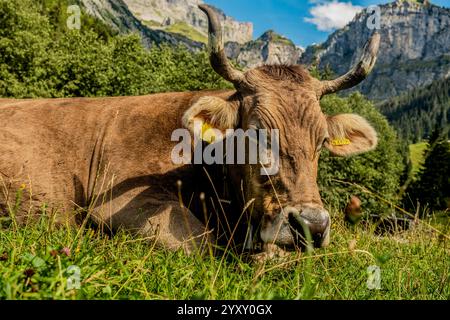 Vache dans la prairie alpine. Vache dans le champ vert. Vaches dans le pré. Pâturage pour bétail. Vache dans la campagne. Les vaches paissent sur la prairie d'été. Paysages ruraux wi Banque D'Images