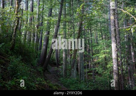 Un sentier de randonnée menant à travers la forêt dans le comté de Humboldt, Californie du Nord. Banque D'Images