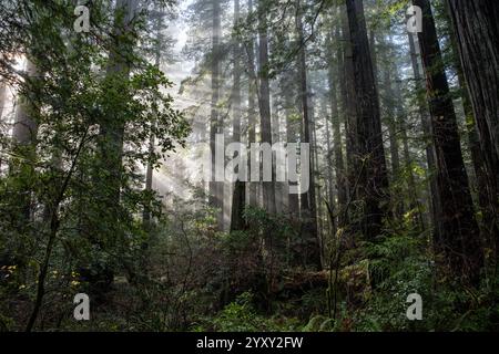 La forêt de séquoias luxuriante et verdoyante du parc d'État Humboldt Redwoods en Californie du Nord où l'on peut trouver des forêts anciennes primaires. Banque D'Images