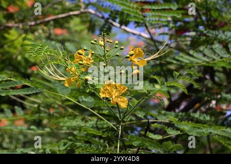 Un amas de fleurs jaunes fleurit sur une brindille d'une plante de fleur de paon (Caesalpinia pulcherrima) dans le jardin de la maison. Cette plante, également connue sous le nom de th Banque D'Images