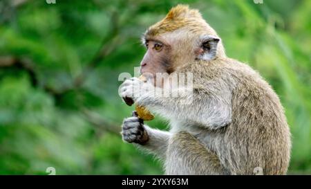 Macaca fascicularis (kera ekor panjang, monyet ekor panjang, macaque à longue queue, singe mangeur de crabe, macaque cynomolgus) mange des fruits Banque D'Images