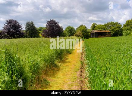 Sentier à travers le champ de maïs vert vers l'ancienne grange au soleil en mai, printemps Banque D'Images