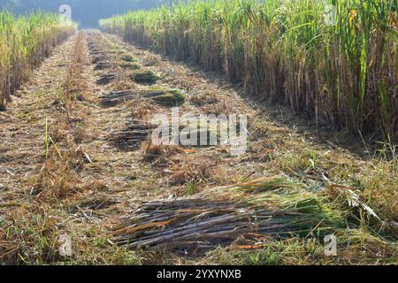 Coupe de canne à sucre, récolte de canne à sucre dans le champ, fond de la nature, industrie sucrière, plantation de canne à sucre Banque D'Images