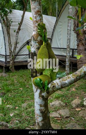 Jackfruit pousse sur un arbre dans un jardin luxuriant et verdoyant rempli de natures Beauty Banque D'Images
