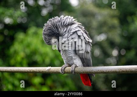 Oiseau de perroquet gris du Congo, prélever et secouer l'eau, sanctuaire paradisiaque d'oiseaux Mandai, plumes aviaires faune, vacances de tourisme touristique Banque D'Images