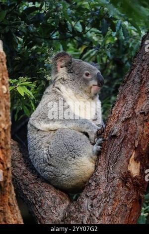 Gros plan sur un koala se détendant sur un eucalyptus au zoo de Taronga, Sydney, Australie. Banque D'Images