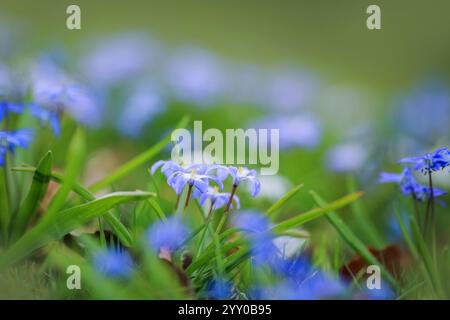 Fond de printemps avec la fleur de plante bleue Scilla Siberica dans le parc Banque D'Images