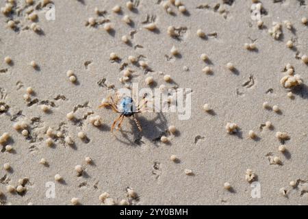 Crabe soldat, Mictyris longicarpus, crustacé bleu isolé, plage de sable, texture de l'espace de copie de fond, nature naturelle océan extérieur, Australie Banque D'Images