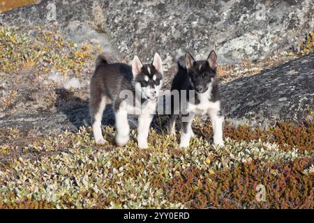 Chien Groenland, Husky allongé paisiblement sur les rochers devant les maisons, Groenland belle journée ensoleillée en saison estivale. Banque D'Images