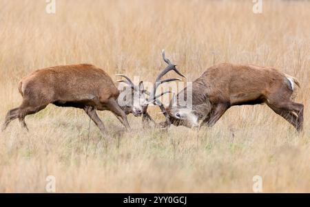 Cerfs de cerfs rouges combattant pendant la saison d'ornithage en automne, Royaume-Uni. Banque D'Images