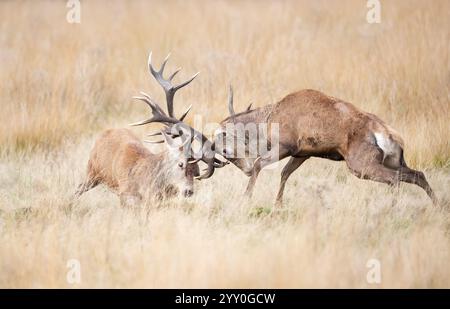 Cerfs de cerfs rouges combattant pendant la saison d'ornithage en automne, Royaume-Uni. Banque D'Images