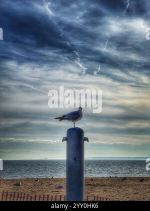 Mouette debout sur une jambe sur une station de douche à la plage Banque D'Images