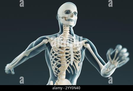 Squelette humain. Radiographie anatomique du squelette humain. rendu 3d. Banque D'Images