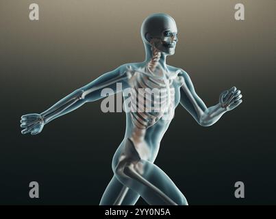 Squelette humain. Radiographie anatomique du squelette humain. rendu 3d. Banque D'Images