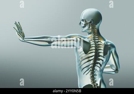 Squelette humain. Radiographie anatomique du squelette humain. rendu 3d. Banque D'Images