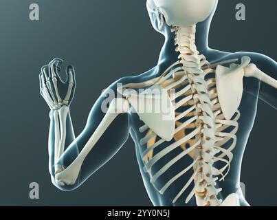 Squelette humain. Radiographie anatomique du squelette humain. rendu 3d. Banque D'Images