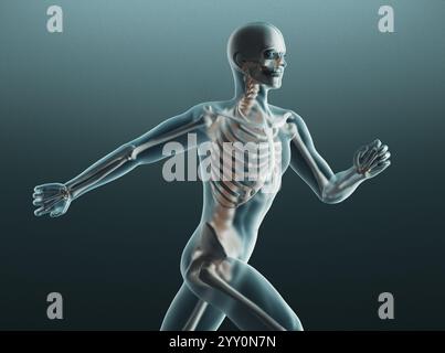 Squelette humain. Radiographie anatomique du squelette humain. rendu 3d. Banque D'Images