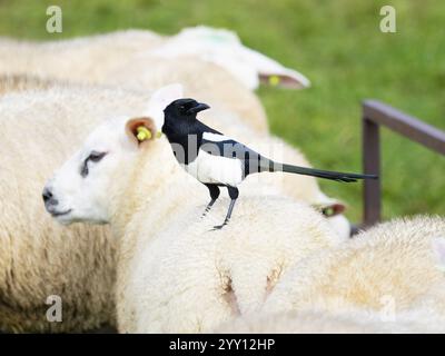 Magpie (Pica pica), oiseau adulte, perché sur le dos d'un mouton Texel, à la recherche d'insectes, île de Texel, Hollande Banque D'Images