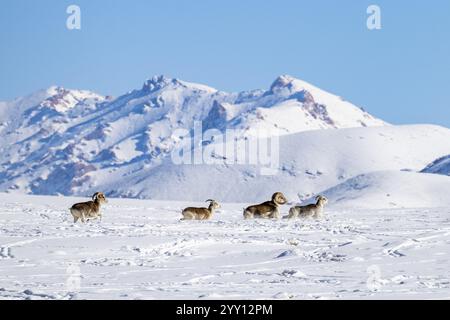 Moutons Marco Polo (Ovis ammon polii) dans un habitat enneigé, Pamir-Argali, moutons sauvages du Pamir, plateau du Pamir, province de Gorno-Badakhshan, Tadjikistan, AS centrale Banque D'Images