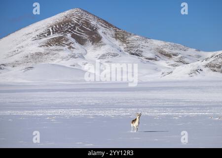 Moutons Marco Polo (Ovis ammon polii), Pamir-Argali, moutons sauvages du Pamir, femelles en habitat, plateau du Pamir, province de Gorno-Badakhshan, Tadjikistan, Centre Banque D'Images