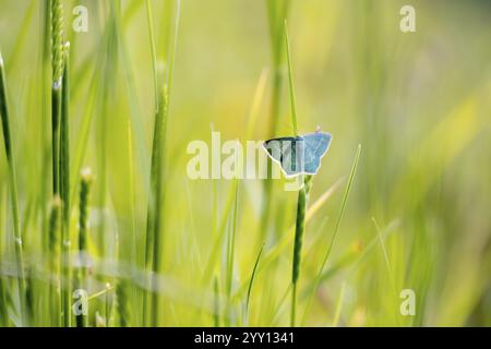 Papillon bleu (Polyommatus icarus) dans la prairie, macro photographie, Tyrol, Autriche, Europe Banque D'Images
