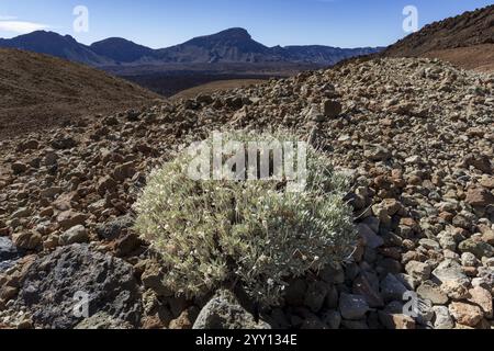 Gorge fleurie, Cytisus supranubius, syn. : Spartocytisus supranubius, Parc national El Teide, site du patrimoine mondial, Tenerife, Îles Canaries, Espagne, E Banque D'Images