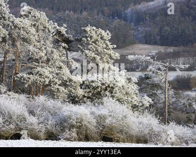 PIN écossais (Pinus sylvestris), arbres couverts de gel et de neige par une journée ensoleillée d'hiver, dans la réserve naturelle de Scheid à côté de Volkmarsen, Hesse, Allemagne Banque D'Images