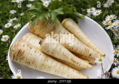 Cuisine souabe, racine de persil cru pour la préparation de racine de persil et purée de pommes de terre pour les rognons aigres, cuisine de grand-mère, régionale, ingredien Banque D'Images