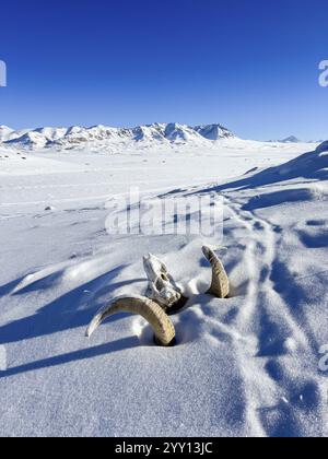 Crâne d’un mouton Marco Polo (Ovis ammon polii), Pamir-Argali, mouton sauvage du Pamir, plateau du Pamir, province de Gorno-Badakhshan, Tadjikistan, Asie centrale, AS Banque D'Images