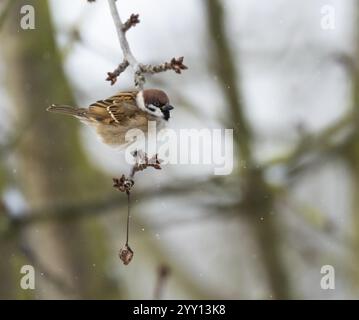 Moineau d'arbre, (passer montanus), oiseau adulte perché sur une branche de cerisier, avec ses plumes peluchées contre le froid en hiver, North He Banque D'Images