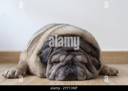 Chubby vieux chien de pug dormant sur le sol du salon d'une maison. Image avec espace de copie. Banque D'Images