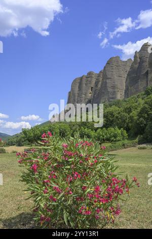 Rhododendron fleuri et derrière lui conglomérat rock les pénitents, les Mees, Alpes-de-haute-Provence, France, Europe Banque D'Images