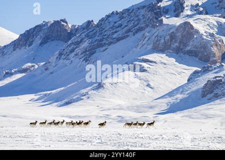 Moutons Marco Polo (Ovis ammon polii) dans un habitat enneigé, Pamir-Argali, moutons sauvages du Pamir, plateau du Pamir, province de Gorno-Badakhshan, Tadjikistan, AS centrale Banque D'Images