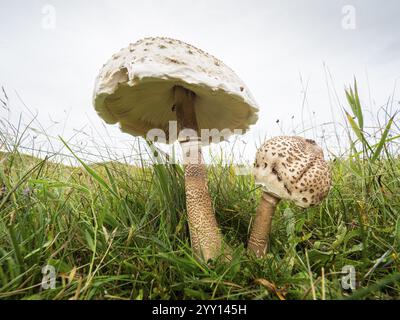 Champignon brun Parasol (Chlorophyllum brunneum), poussant parmi les dunes de sable, une vue grand angle prise à partir d'un angle très bas de deux calottes, une ouverte et Banque D'Images