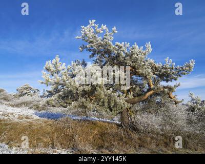 PIN écossais (Pinus sylvestris), vieil arbre, couvert de gel et de neige contre un ciel bleu par une journée ensoleillée d'hiver, dans la réserve naturelle de Scheid à côté vol Banque D'Images