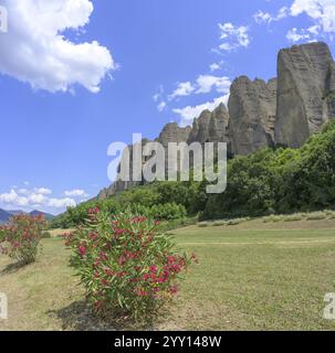 Rhododendron fleuri et derrière lui conglomérat rock les pénitents, les Mees, Alpes-de-haute-Provence, France, Europe Banque D'Images