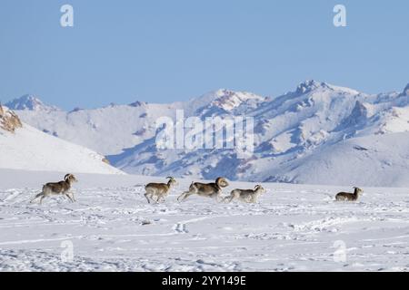 Moutons Marco Polo (Ovis ammon polii) dans un habitat enneigé, Pamir-Argali, moutons sauvages du Pamir, plateau du Pamir, province de Gorno-Badakhshan, Tadjikistan, AS centrale Banque D'Images