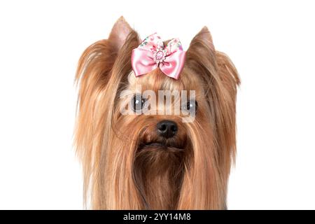 Portrait de chien Yorkshire terrier isolé sur fond blanc Banque D'Images