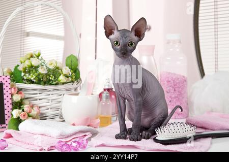 Portrait de Don Sphinx chatte chat (deux mois) avec quelques articles de toilette à l'intérieur Banque D'Images