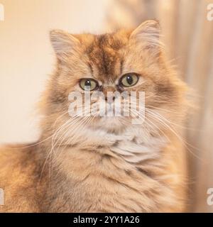 Chat britannique doré à poil long Banque D'Images