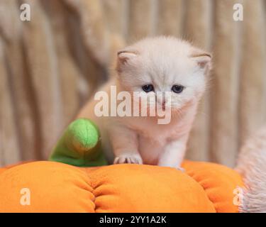 chaton mignon sur citrouille jouet Banque D'Images