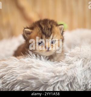 chaton mignon dans un lit moelleux Banque D'Images