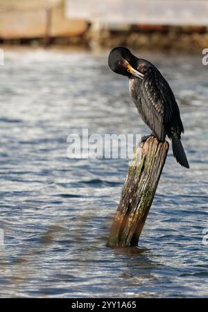 Cormorant Phalacrocorax carbo, oiseau juvénile plumage hivernal noires dessus blanchâtre sous-parties long bec accroché long cou perché sur poteau dans le lagon Banque D'Images